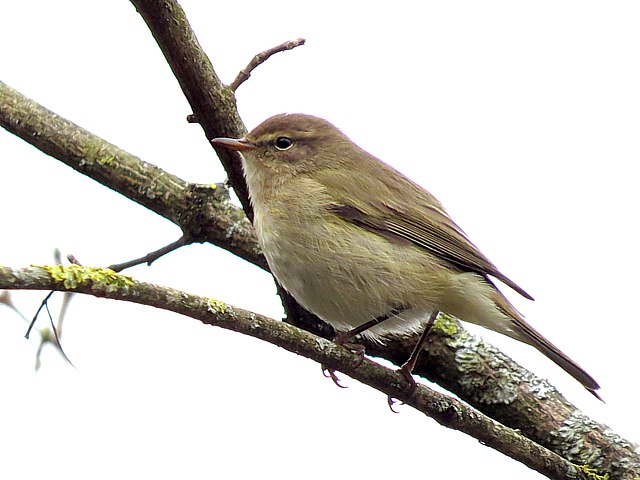 Pouillot vloce, phylloscopus collybita