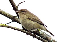 Pouillot véloce, phylloscopus collybita