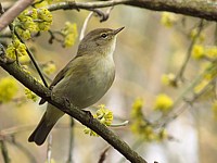 Pouillot véloce, phylloscopus collybita