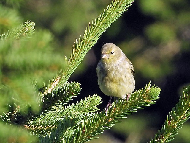 Venturon montagnard, serinus citrinella