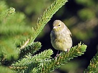Venturon montagnard, serinus citrinella