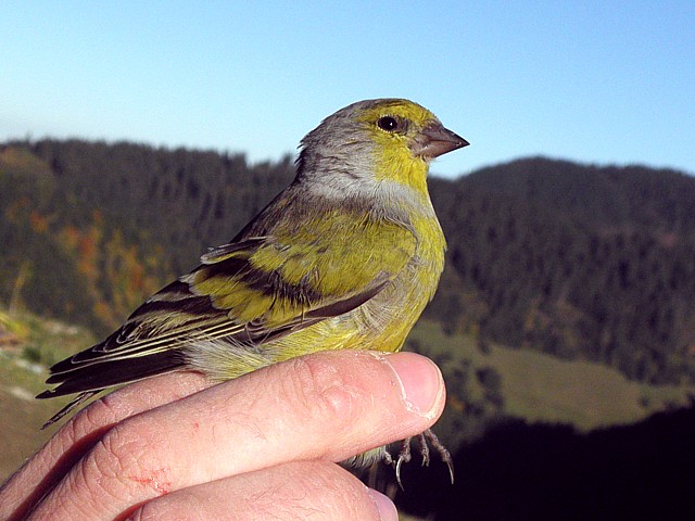 Venturon montagnard, serinus citrinella