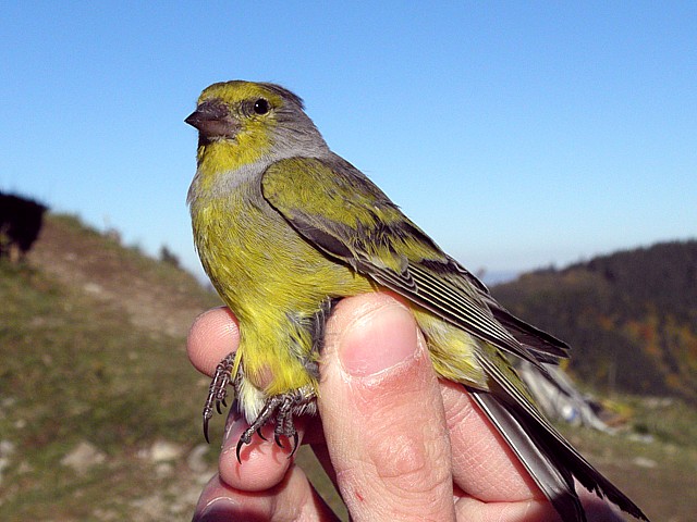 Venturon montagnard bagu, serinus citrinella