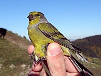 Venturon montagnard