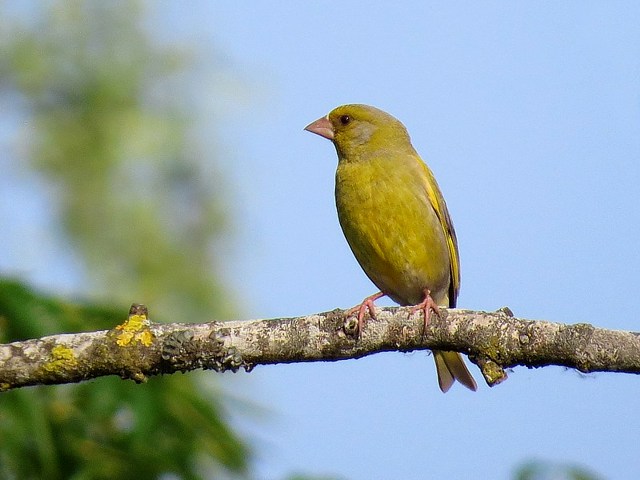 Verdier, carduelis chloris
