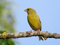 Verdier d'Europe, carduelis chloris