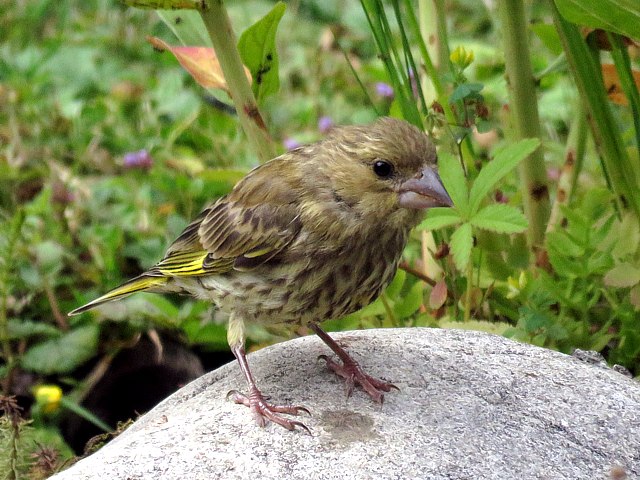 Jeune verdier, carduelis chloris