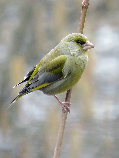 Verdier d'Europe, carduelis chloris