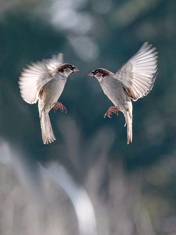 Moineaux se faisant face