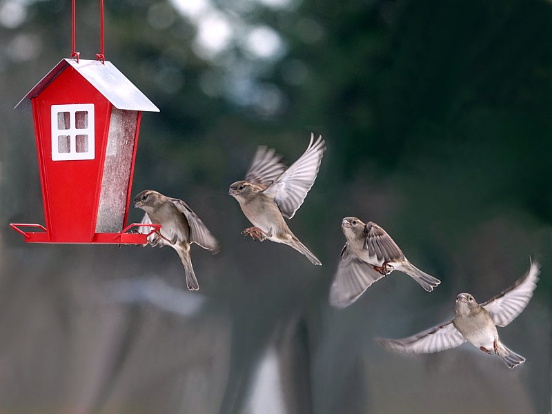 S�quences de vol du moineau femelle