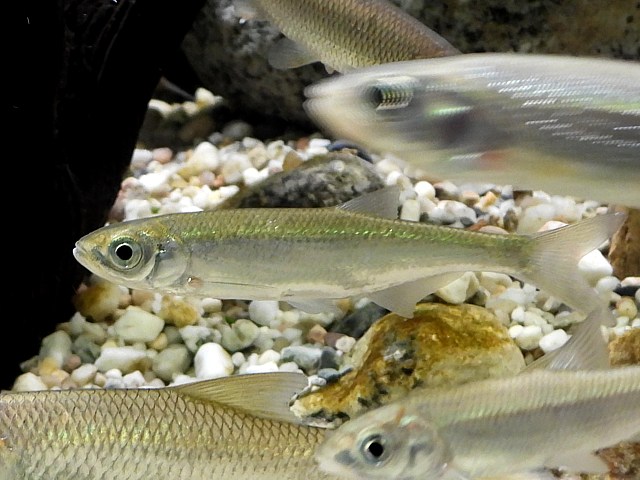 Ablette, alburnus alburnus