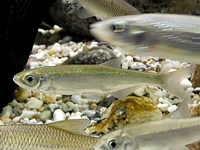 Ablette, alburnus alburnus