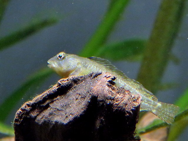 Blennie fluviatile, blennius blennius