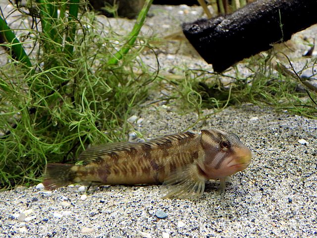Blennie fluviatile, blennius blennius