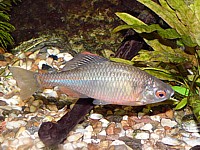 Bouvière, rhodeus sericeus