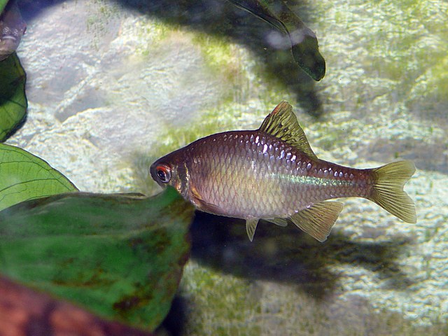 Bouvire, rhodeussericeus