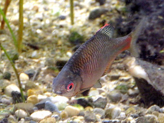 Bouvière, rhodeus sericeus