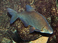 Brème commune, abramis brama