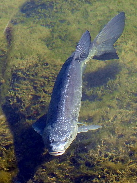 Priode de frai des truites du lac