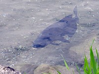 Brème commune, abramis brama