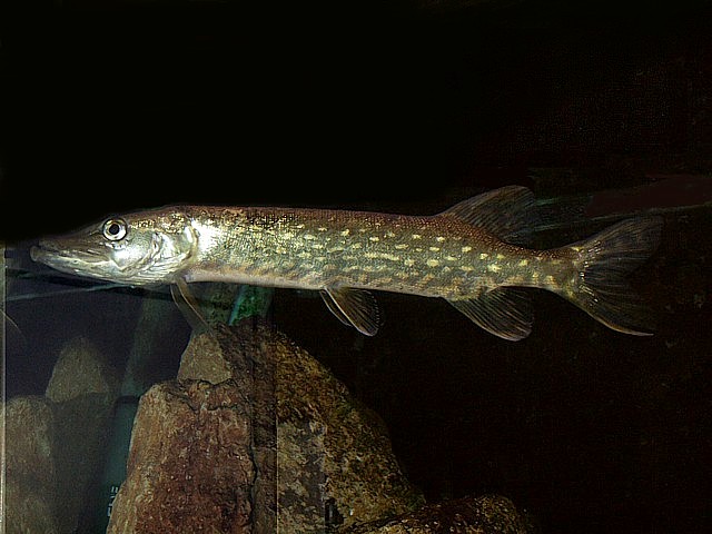 Brochet, esox lucius
