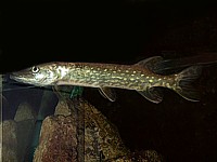 Brochet, esox lucius
