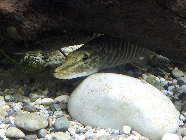 Brochet camoufl