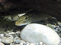 Brochet à l'affût