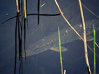 Brochet au bord du lac