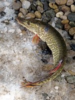 Brochet hors de l'eau