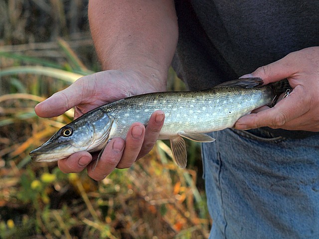 Jeune brochet pêché