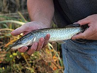 Jeune brochet pêché