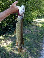 Brochet pêché