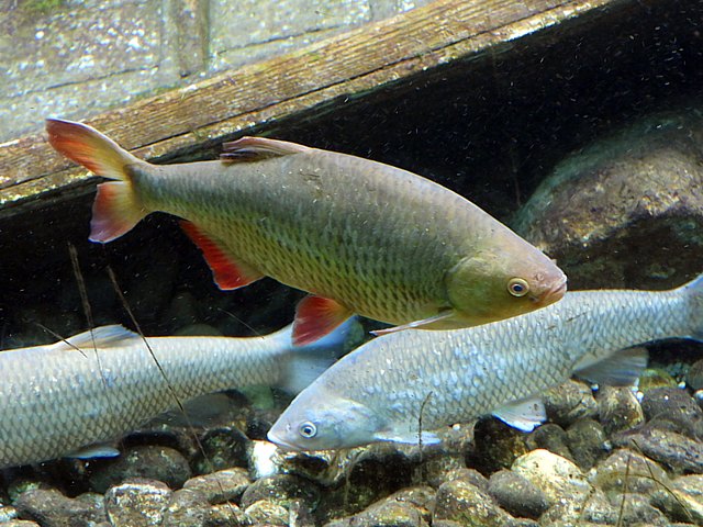 Carassin commun, carassius carassius