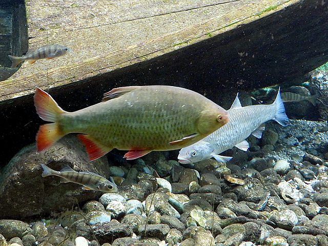 Carassin commun, carassius carassius
