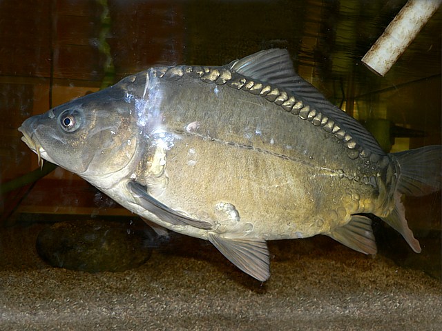 Carpe miroir, cyprinus carpio