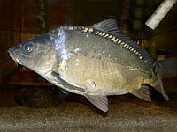 Carpe miroir, cyprinus carpio