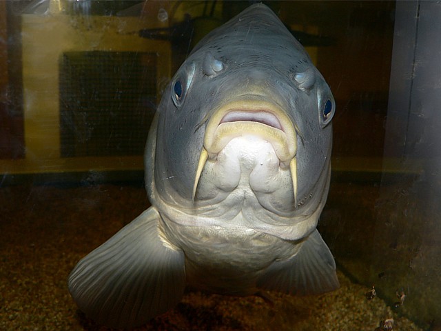 Carpe miroir, cyprinus carpio