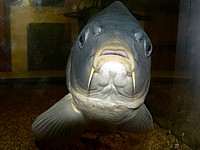 Carpe miroir en aquarium