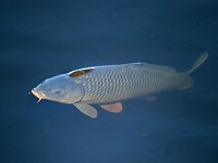 Carpe commune, cyprinus carpio