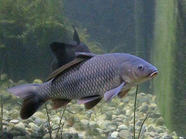 Carpe commune