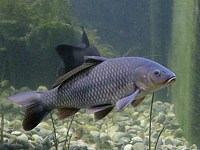 Carpe commune, cyprinus carpio