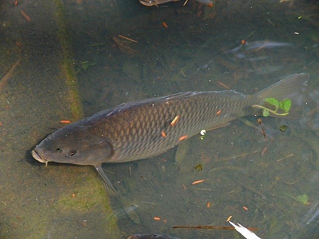 Carpe commune, cyprinus carpio