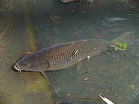 Carpe en bassin