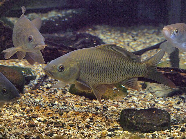 Carpes communes en aquarium
