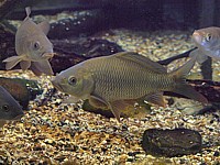 Carpes en aquarium