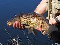 Pêche à la carpe