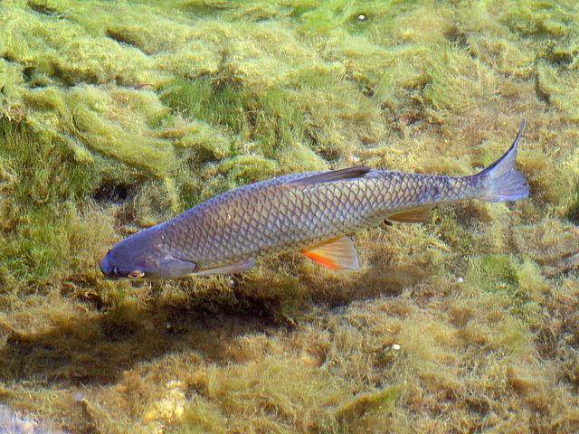 Chevaine, chevesne, leuciscus cephalus