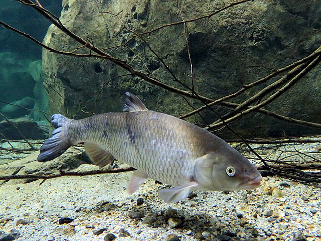 Chevaine, leuciscus cephalus