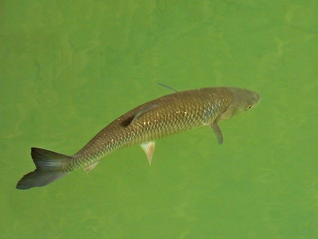 Chevaine, leuciscus cephalus